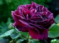 Rosa - Souvenir du docteur-jamain 4